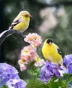 Goldfinch Pair Among Hydrangea And Stock