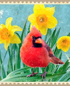 Northern Cardinal And Daffodils