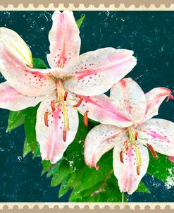 Pink And White Asiatic Lilies