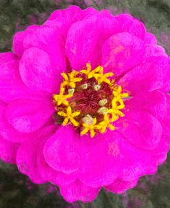 Bright Pink Zinnia