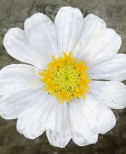 Bright White Zinnia