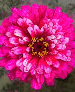 Frilly Magenta Zinnia
