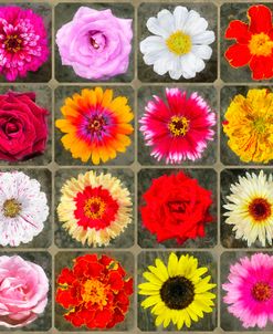 Late Summer Flower Medley