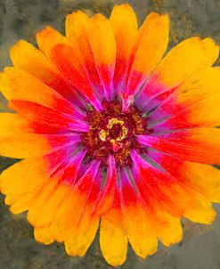 Orange, Red, And Magenta Zinnia