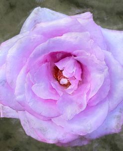 Lavender Rose