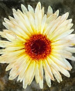 Light Yellow And Peach Calendula