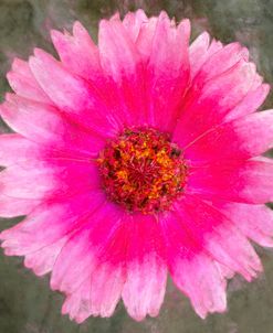 Magenta And Pink Whirligig Zinnia