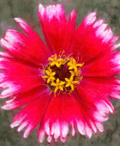 Magenta Zinnia With White Edges