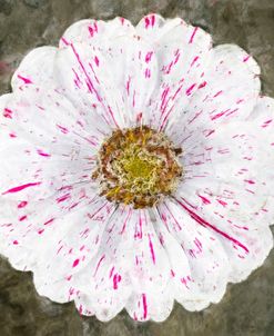 White Zinnia With Magenta Streaks