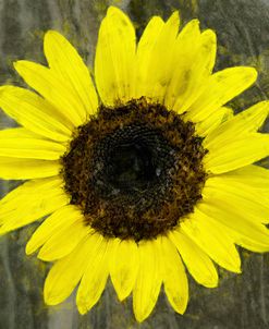 Yellow Sunflower