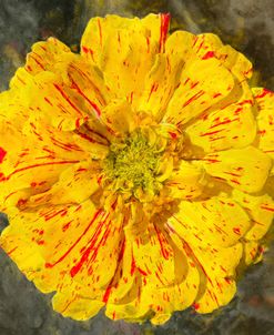 Yellow Zinnia With Red Streaks