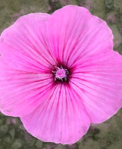 Pink Common Mallow