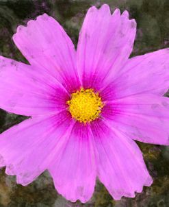Pretty Pink Cosmos