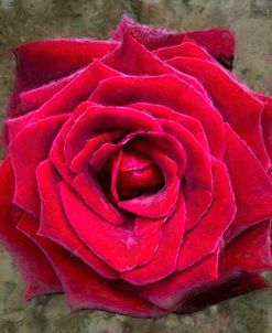 Velvety Red Rose
