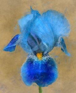 Flower 1 – Blue Bearded Iris