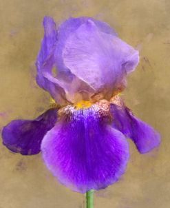 Flower 3 – Purple Bearded Iris