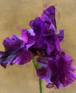 Flower 9 – Dark Purple Iris