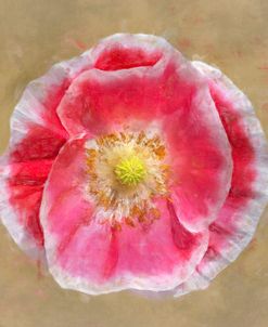 Flower 10 – Pink and White Poppy