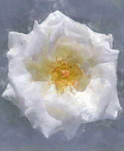 Flower 11 – Painterly White Rose