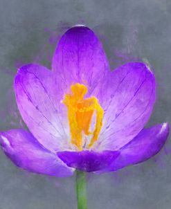 Flower 13 – Purple Crocus in Bloom