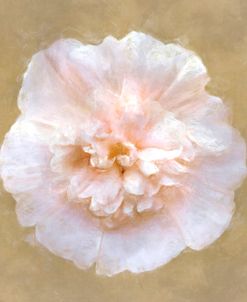 Flower 4 – Majorette Double Champagne Hollyhock