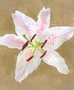 Flower 5 – Pink Spotted Oriental Lily