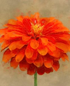 Flower 6 – Vibrant Orange Zinnia