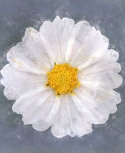 Flower 18 – White Cosmos Bloom