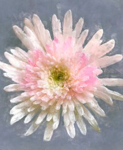 Flower 20 – White and Pink Fuji Mum