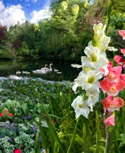 Summer Landscape With Swans and Gladiolus