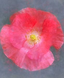 Flower 14 – Hot Pink California Poppy