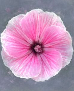 Flower 15 – Pink Common Mallow