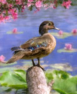 Wood Duck and Crabapple Blossoms