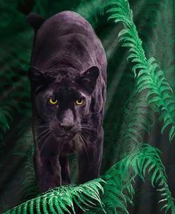 Big Cats 2 Black Leopard and Ferns