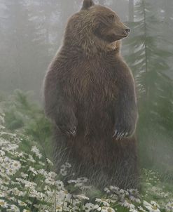The Forest Bear