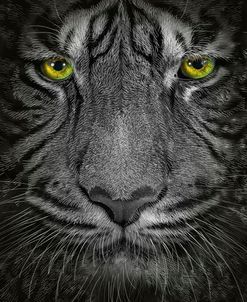 Golden Eyes Tiger