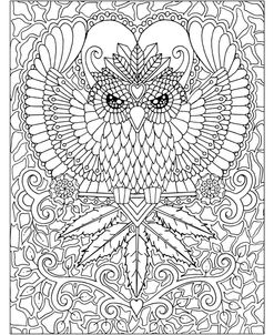 Owl 1