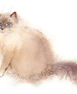 Rag Doll Cat