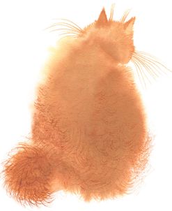 Fluffy Ginger