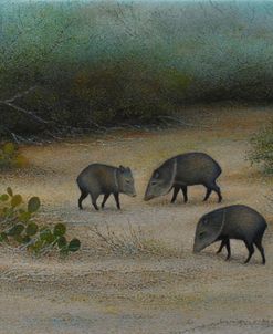 Peccaries