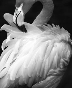 Flamingo Preening