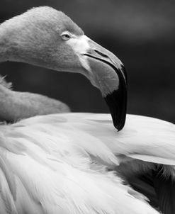 Flamingo Profile