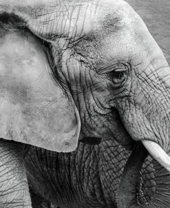 Elephant Textures