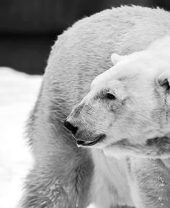 Polar Bear Turning