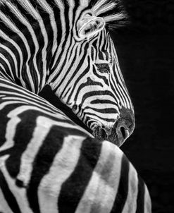 Zebra Turn