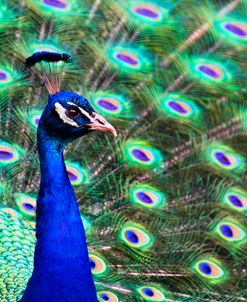 Peacock Display