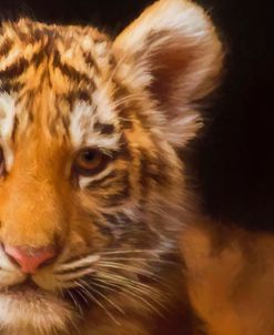 Tiger Cub Closeup