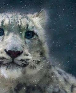 Young Snow Leopard