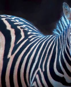 Zebra Stripes