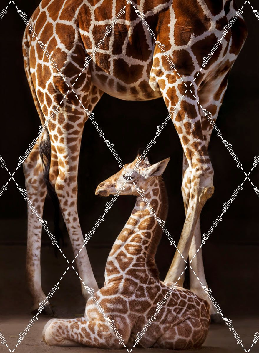 Baby Giraffe Framed